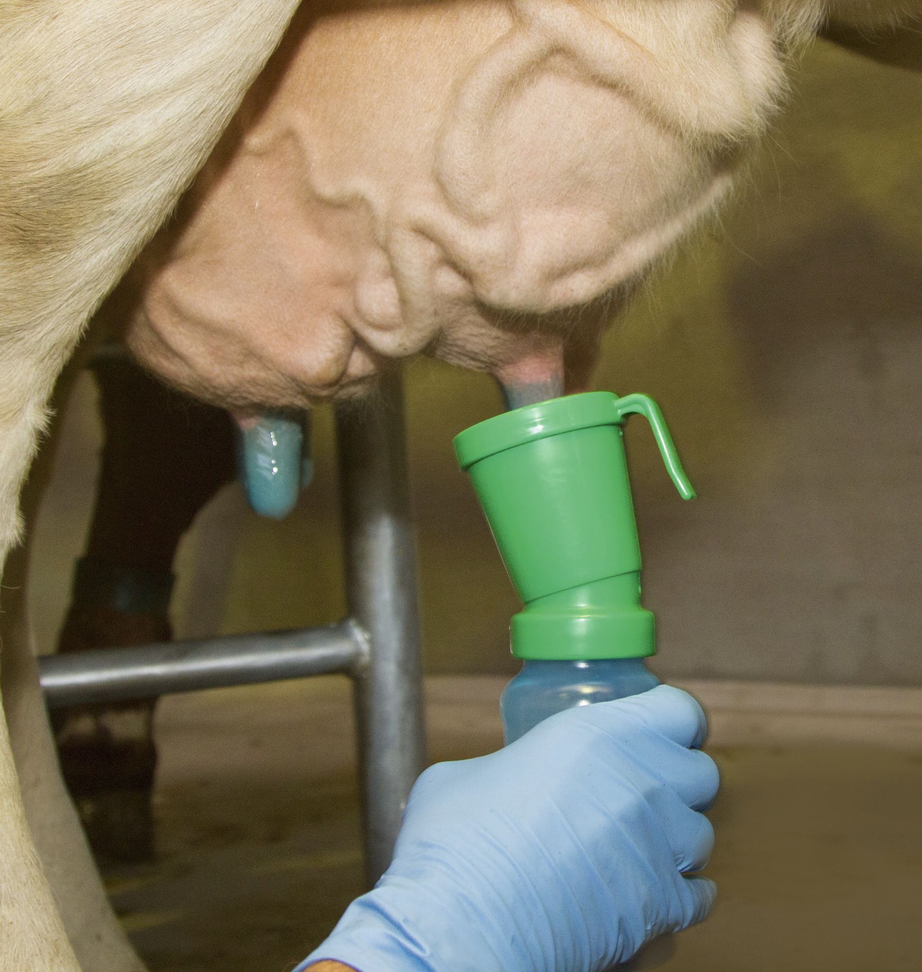 Доение сосков. Дезинфектор сосков вымени 300 мл. Пеновой стаканчик для обработки вымени Ankar. Стакан для дезинфекции вымени. Стаканчик для обработка вымени коров.